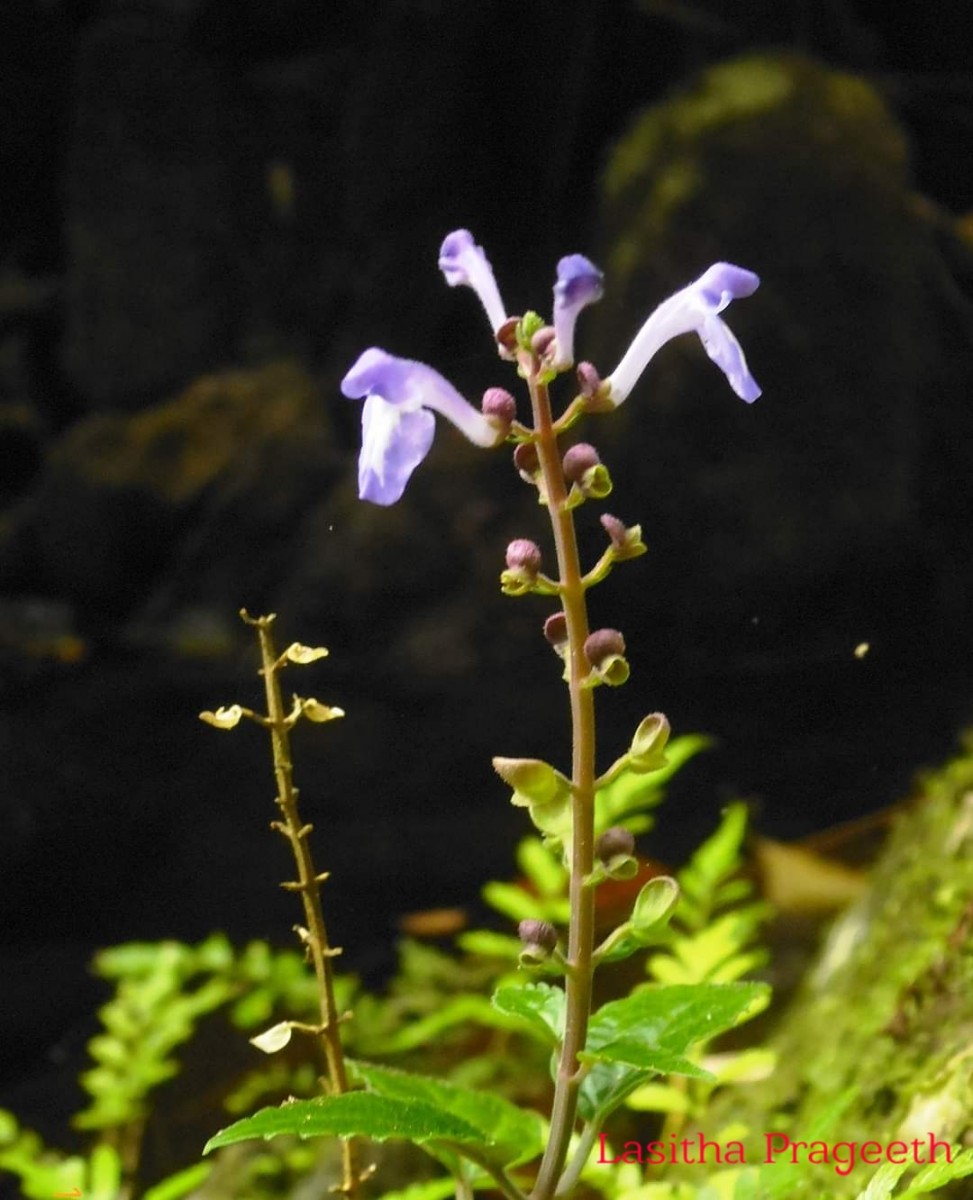 Scutellaria violacea var. rotunda L.H.Cramer